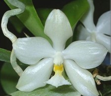 Rare phalaenopsis micholitzii for sale  LONDON
