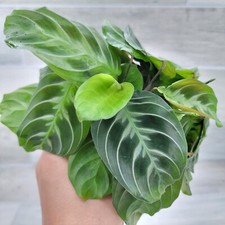 prayer plant for sale  Reseda