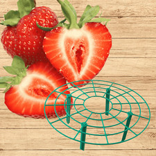 Everbearing strawberry plants d'occasion  Expédié en Belgium