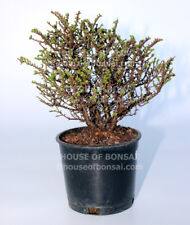 Cork bark hokkaido for sale  Lakewood