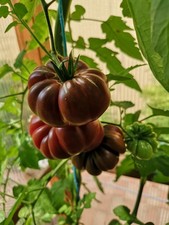 Tomatensamen alte mexikanische gebraucht kaufen  Beilngries