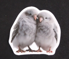 Adorable baby animal for sale  Mound City