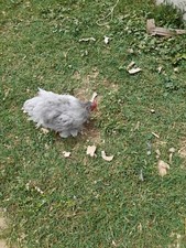 Uova fertili galline usato  Cortona