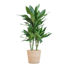 Dracaena janet lind gebraucht kaufen  Düsseldorf