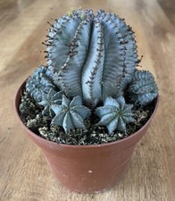Euphorbia horrida alba for sale  SHEFFIELD
