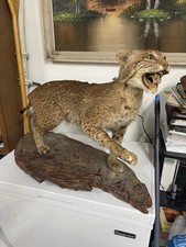 Stunning bobcat full for sale  Saint Augustine