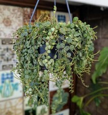 Peperomia prostrata hanging for sale  GREAT YARMOUTH