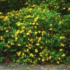 Johns wort hidcote for sale  LLANDYSUL
