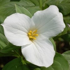Trillium graniflorium white for sale  Mcminnville