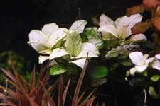 Anubias white rose for sale  USA
