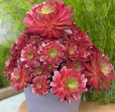 Houseplant semponium surreal for sale  Danielson