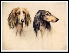Saluki dogs head for sale  COLEFORD