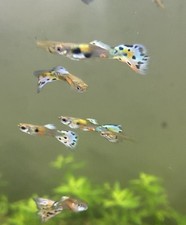 Fancy mutt guppies for sale  Surprise