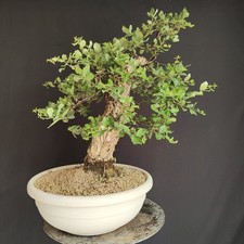 Pre bonsai esemplare usato  San Pancrazio Salentino