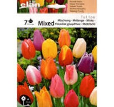 Tulipani misti colorati usato  Supersano