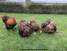 Gold laced orpington for sale  NORWICH