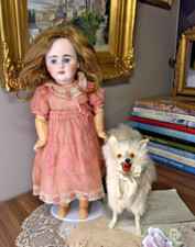 chiot spitz allemand d'occasion chiot spitz allemand d'occasion Expédié en Belgium