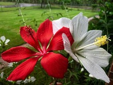 Texas star hardy for sale  Freeport