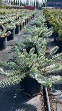 Euphorbia myrsinites grande usato  Pontinia