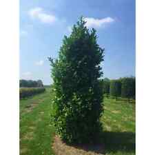 Laurel hedging cherry for sale  LUTON