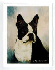 New boston terrier for sale  Chatsworth