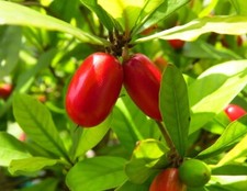 Miracle fruit live for sale  Plant City