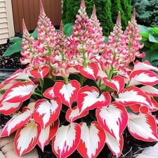 200 hosta seeds for sale  Dallas