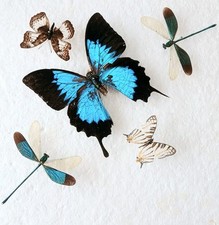 Butterfly damselfly collection for sale  SLEAFORD