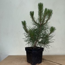 Corsican pine tree for sale  GRAYS