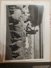 1939 sheep buyer d'occasion  Expédié en Belgium