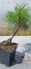 Bonsai kiefer pinus gebraucht kaufen  Solingen