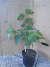 Morus nigra 2 for sale  UK