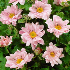 Anemone queen charlotte for sale  UK