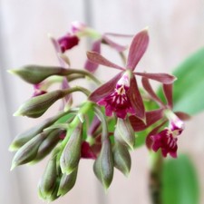 Unusual climbing species for sale  Canton