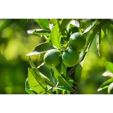 Gal. persian lime for sale  Gloucester Point