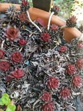 Hens chicks sempervivum for sale  Lanham