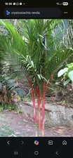 Cyrtostachys renda siegellackp gebraucht kaufen  Neckarwestheim