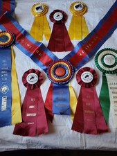 Dallas hunter jumper for sale  Palm Desert