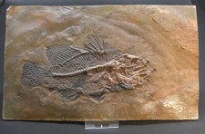 Barsch amphiperca multiformis gebraucht kaufen  Berlin