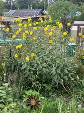 Bewurzelte triebe helianthus gebraucht kaufen  Memmingen