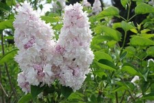 Lilac beauty moscow for sale  Manchester