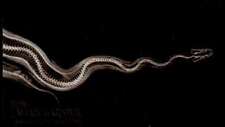 Ball python 2024 for sale  North Fort Myers