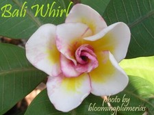 Rare bali whirl for sale  Honolulu