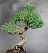 Bonsai pino nero usato  Cison di Valmarino