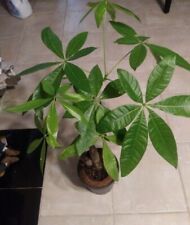 Money tree live for sale  San Antonio