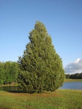 Eastern red cedar for sale  Winnsboro