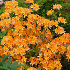 Azalea japonica plant for sale  UK