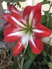 Bulbi hippeastrum rossi usato  Reggio Calabria