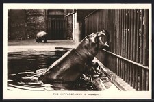 The hippopotamus hungry gebraucht kaufen  Berlin