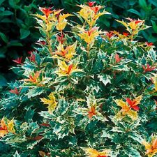 holly bush for sale holly bush for sale MARCH